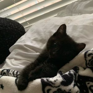 Meet your Posher, Sam